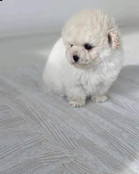 disponibili cucciolate di barboncino toy | Foto 0