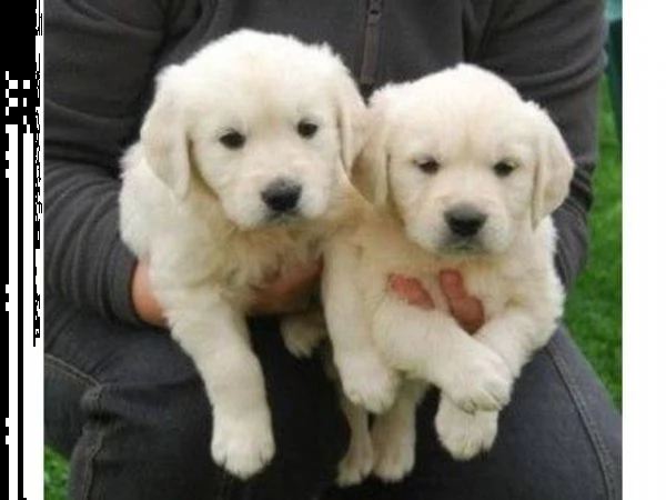 meravigliosi cuccioli di golden retriever