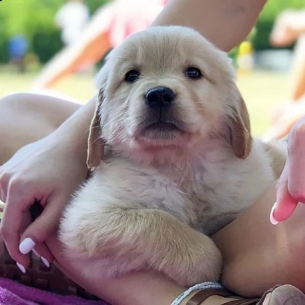 bellissimi cuccioli di golden
