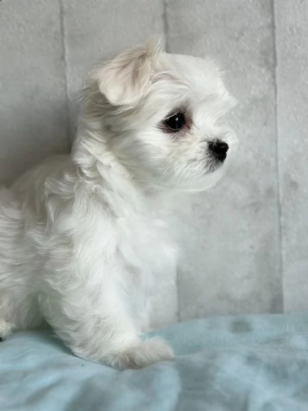 maltese mini toy | Foto 0