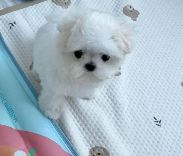 maltesi coreani