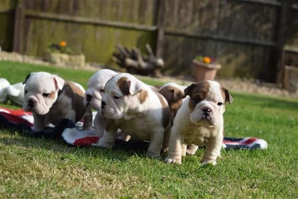 regalo bulldog inglese cuccioli disponibili