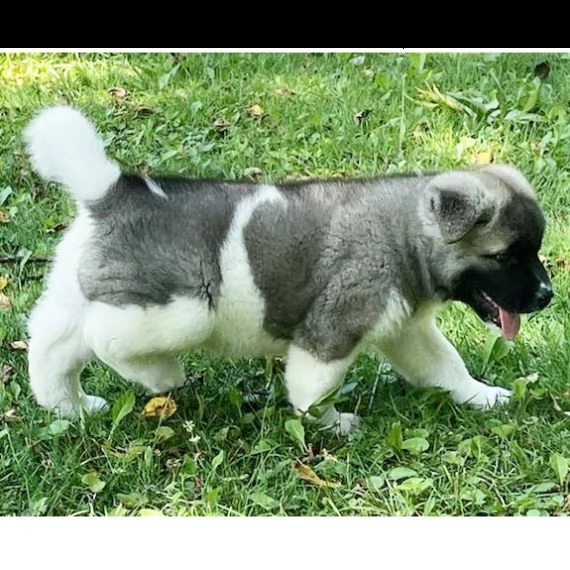 regalo akita inu