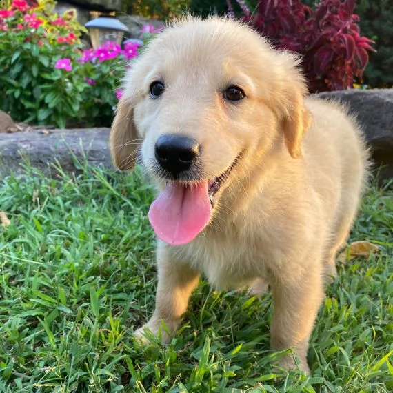 regalo golden retriver cuccioli