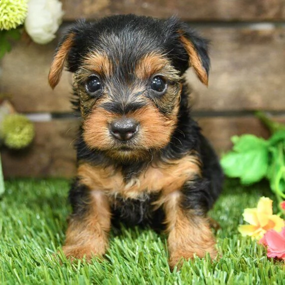 regalo abbiamo avere amorevole yorkie cuccioli per l'adozione