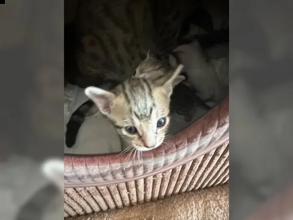 gattini di razza savannah | Foto 4