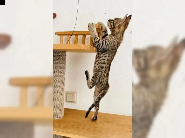 gattini di razza savannah | Foto 3