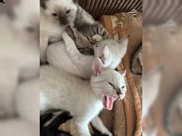 gattini di razza savannah | Foto 2