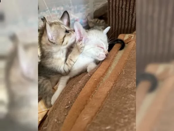 gattini di razza savannah | Foto 0