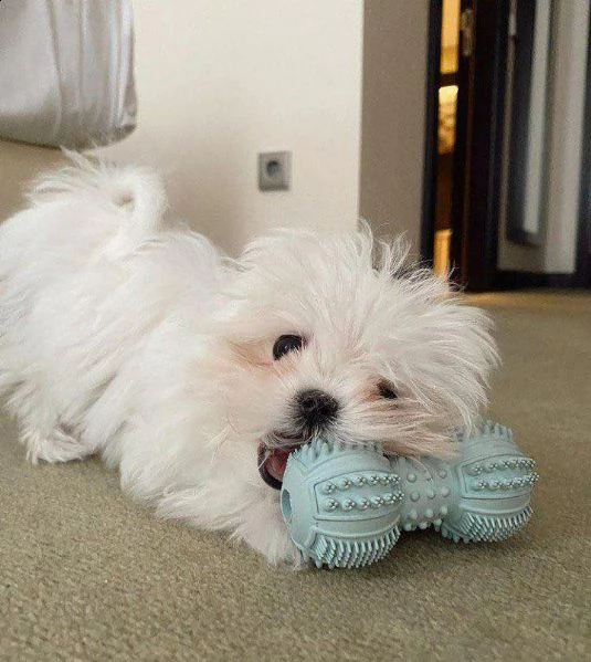 fantastici cuccioli di maltese bianco disponibili maschi e femmine #####giochesi cuccioli di maltese | Foto 0