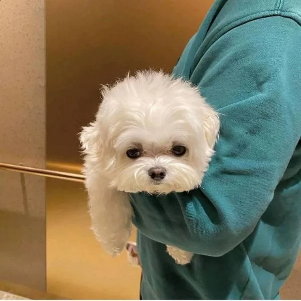 ### cuccioli maltesi in uscita disponibili per adozione urgentemente maschi e femmine #### questi ad | Foto 0