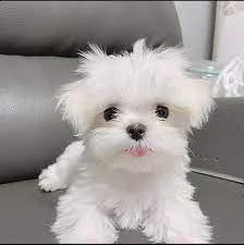 due bellissimi cuccioli di maltese maschi e femmine abbiamo due bellissimi cuccioli maltesi maschi e | Foto 0