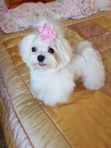  cuccioli maltesi dolci e giocosi da adottare urgentemente maltese dolce e giocherellone per adozion | Foto 0