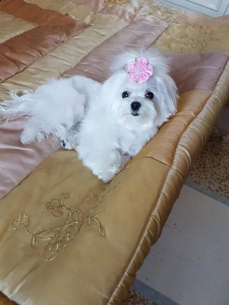  cuccioli maltesi dolci e giocosi da adottare urgentemente maltese dolce e giocherellone per adozion