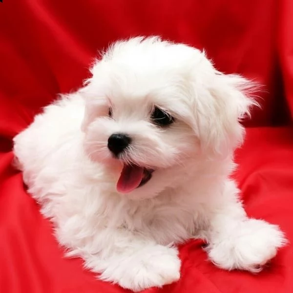 adorabile principessa, maltese bianco ghiaccio disponibile! la principessa è fantastica! cappotto st