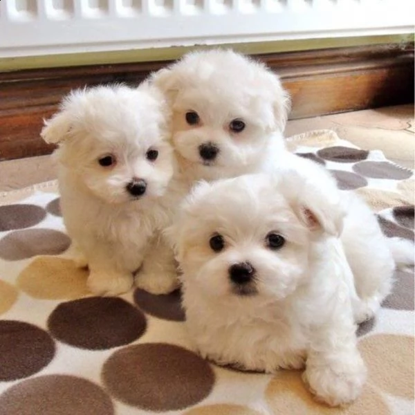 adorabile principessa, maltese bianco ghiaccio disponibile! la principessa è fantastica! cappotto st | Foto 0