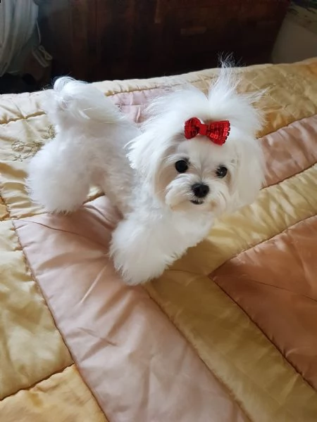 due cuccioli maltesi di tazza da tè hanno bisogno di una nuova famiglia (regalo di famiglia) questi 