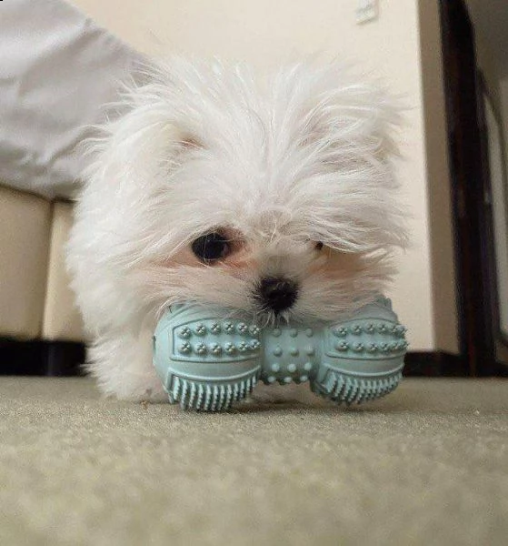 cuccioli maltesi dolci e giocosi da adottare urgentemente maltese dolce e giocherellone per adozione