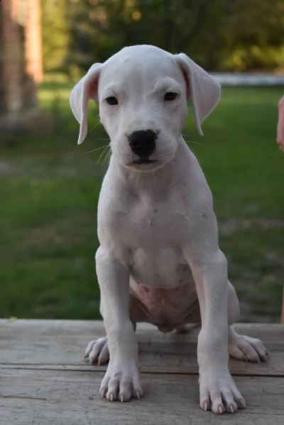 dogo argentino bellissimi cuccioli | Foto 6
