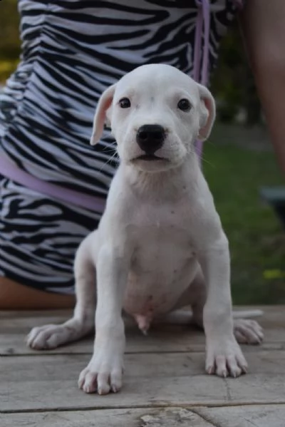 dogo argentino bellissimi cuccioli | Foto 5