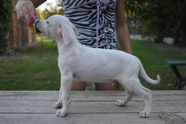 dogo argentino bellissimi cuccioli | Foto 4