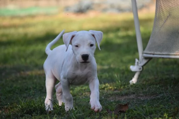 dogo argentino bellissimi cuccioli | Foto 3