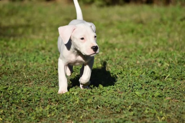 dogo argentino bellissimi cuccioli | Foto 2