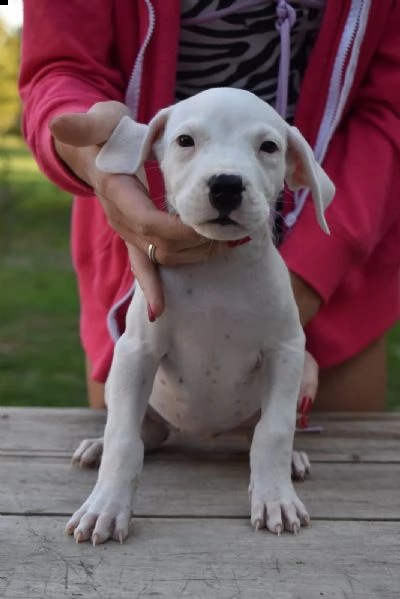 dogo argentino bellissimi cuccioli | Foto 1