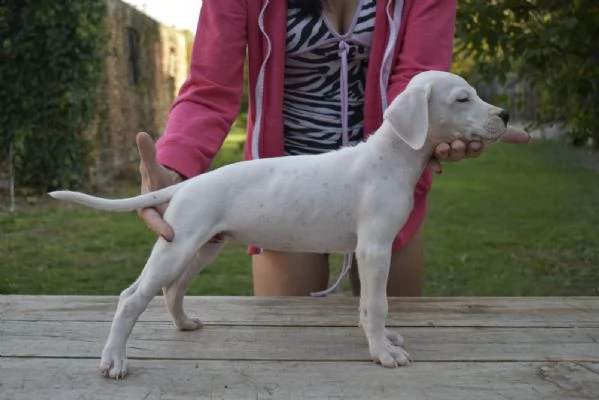 dogo argentino bellissimi cuccioli | Foto 0
