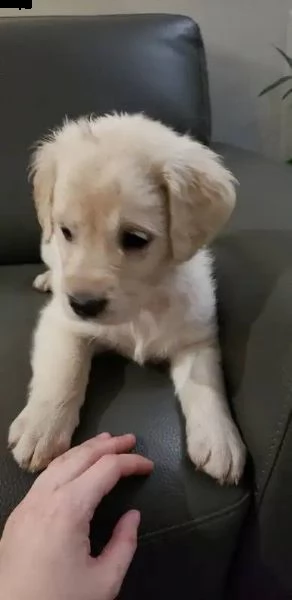 cuccioli di golden retriever bianchi