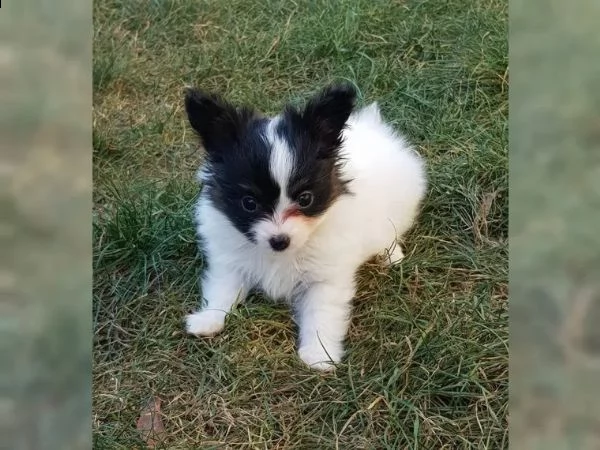biancaneve cerca casa dietro le montagne | Foto 3