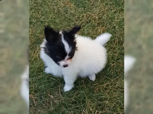 biancaneve cerca casa dietro le montagne | Foto 2