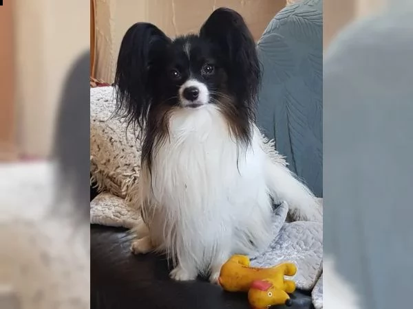 biancaneve cerca casa dietro le montagne | Foto 1