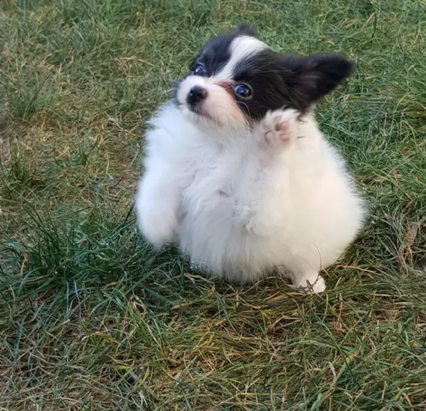 biancaneve cerca casa dietro le montagne | Foto 0