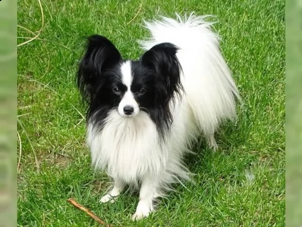 biancaneve cerca casa dietro le montagne