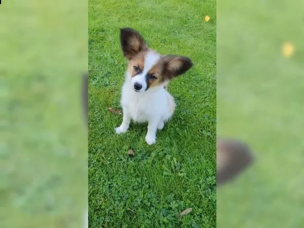 papillon cucciolo maschio goldi | Foto 4