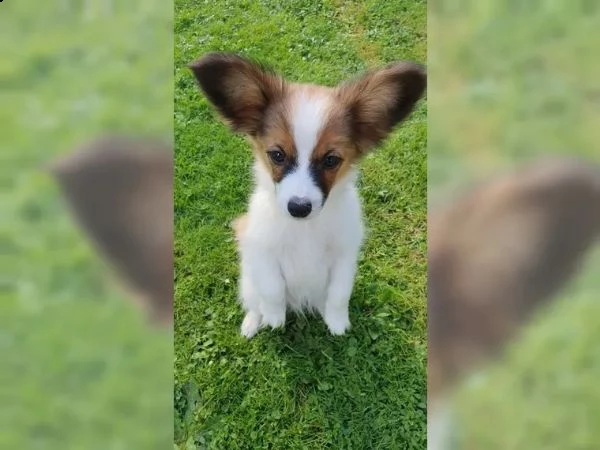 papillon cucciolo maschio goldi | Foto 3