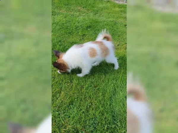 papillon cucciolo maschio goldi | Foto 2