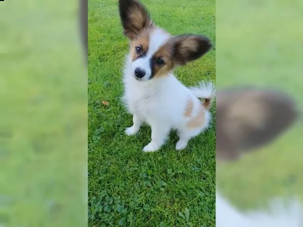 papillon cucciolo maschio goldi | Foto 1