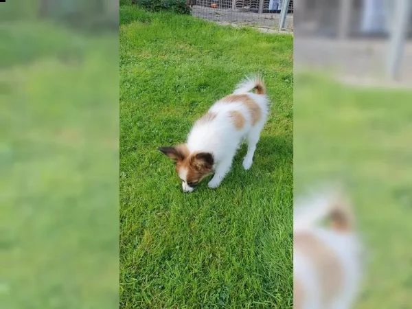 papillon cucciolo maschio goldi