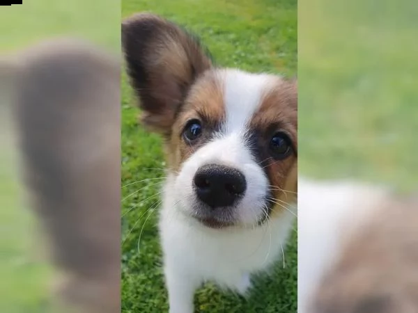 papillon cucciolo maschio goldi | Foto 0