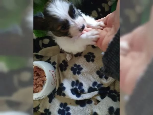 cuccioli di papillon | Foto 6