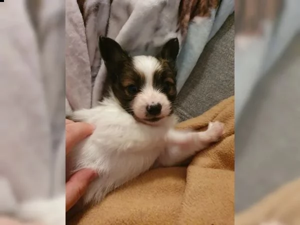 cuccioli di papillon | Foto 5