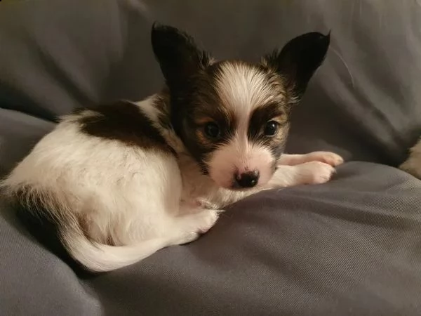 cuccioli di papillon | Foto 4