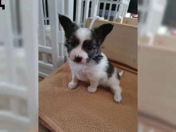 cuccioli di papillon | Foto 3