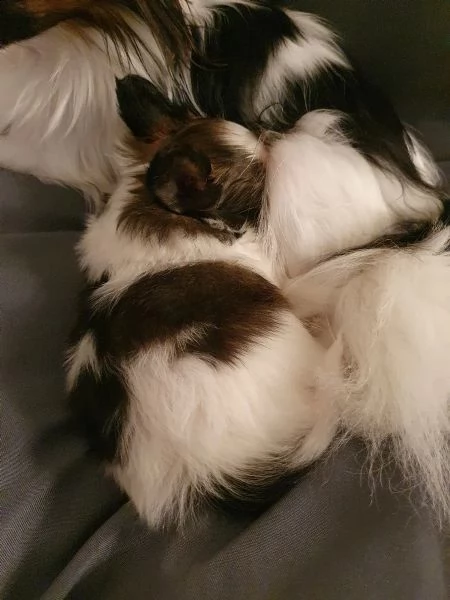 cuccioli di papillon | Foto 2
