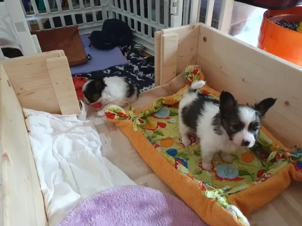 cuccioli di papillon