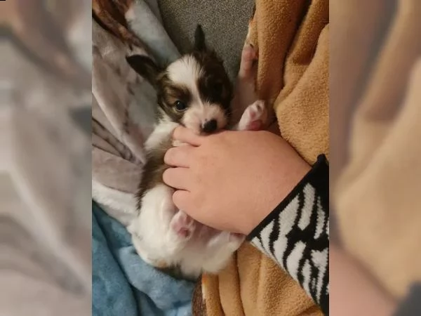 cuccioli di papillon | Foto 1