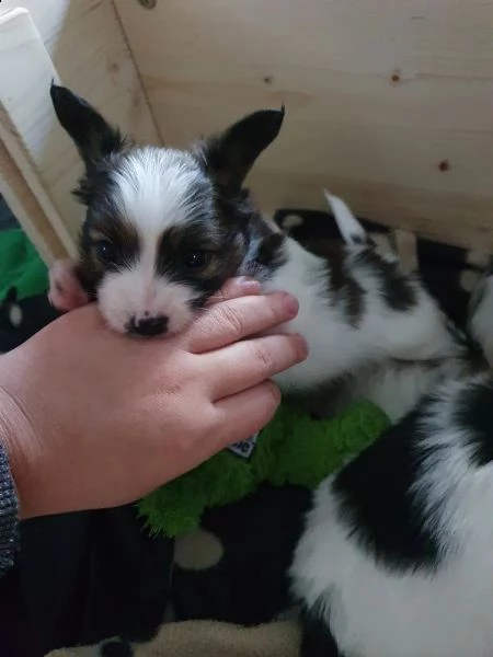cuccioli di papillon | Foto 0