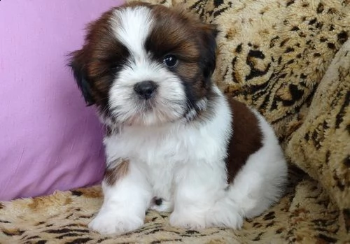 regalo shih tzu toy razza pura